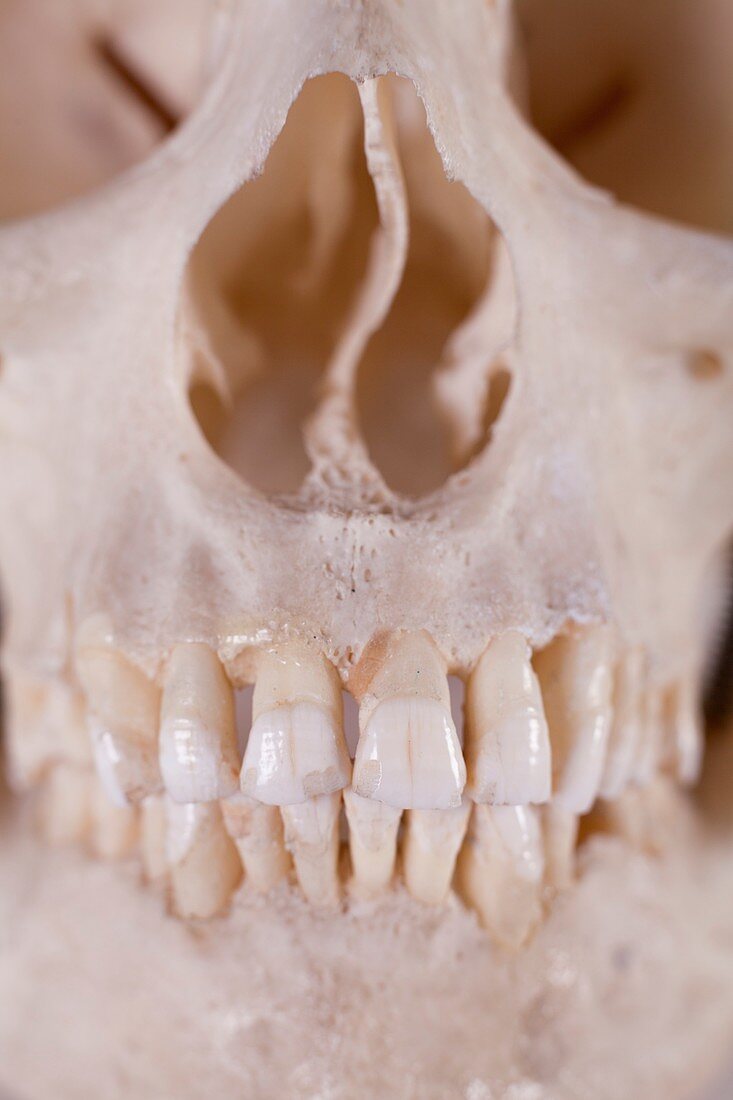 Human Skull detail