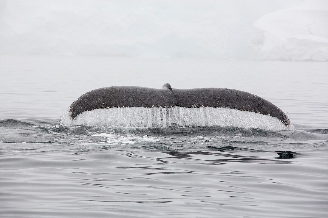 Humpback Whales feeding on Krill