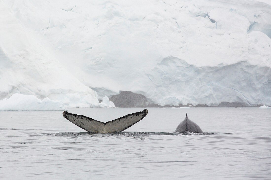 Humpback Whales feeding on Krill