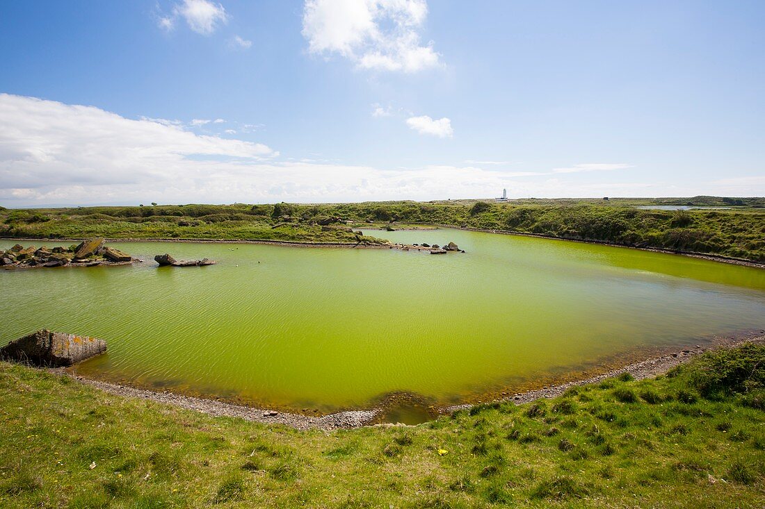 Algae growing in pools on South Walney