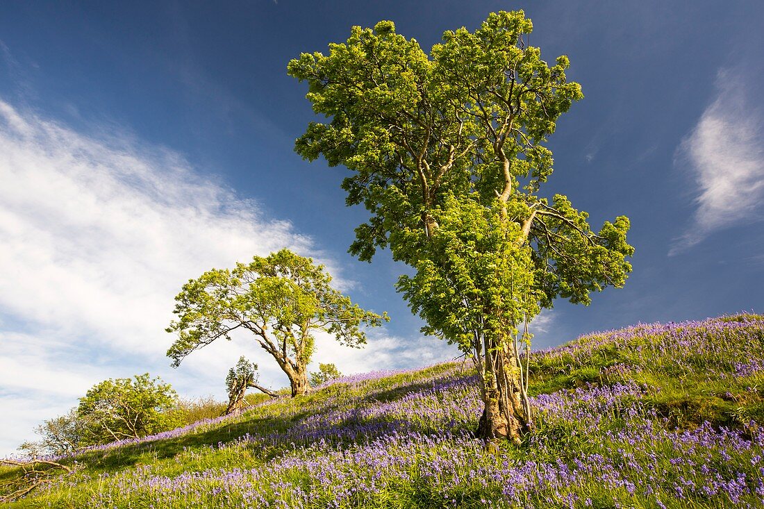 Bluebells growing on a limestone hill
