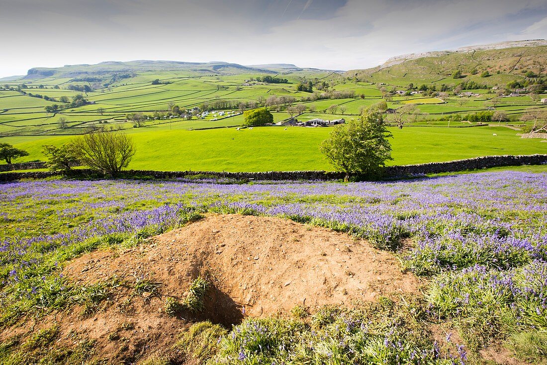 A Badger Sett amongst Bluebells