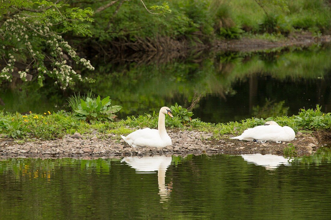 A pair of Mute Swans