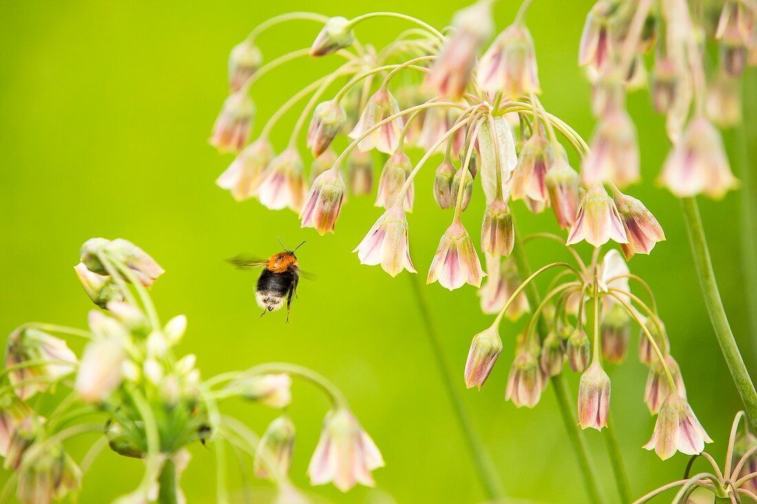 Bumble Bee gathering pollen