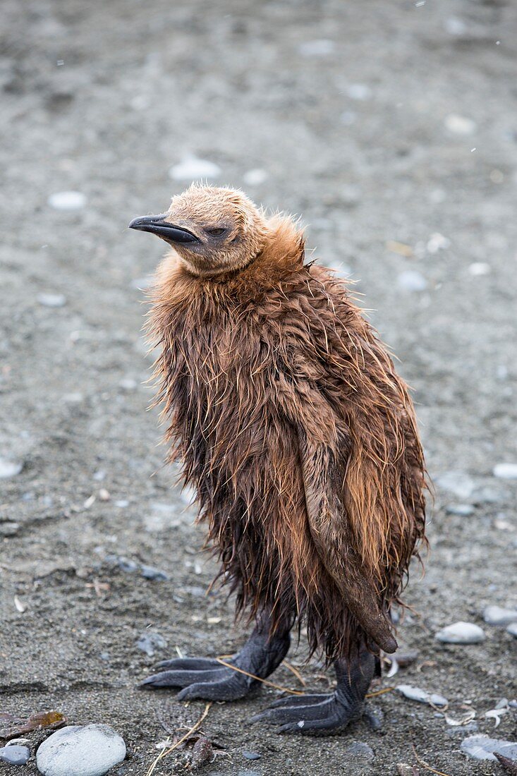 A young King Penguin