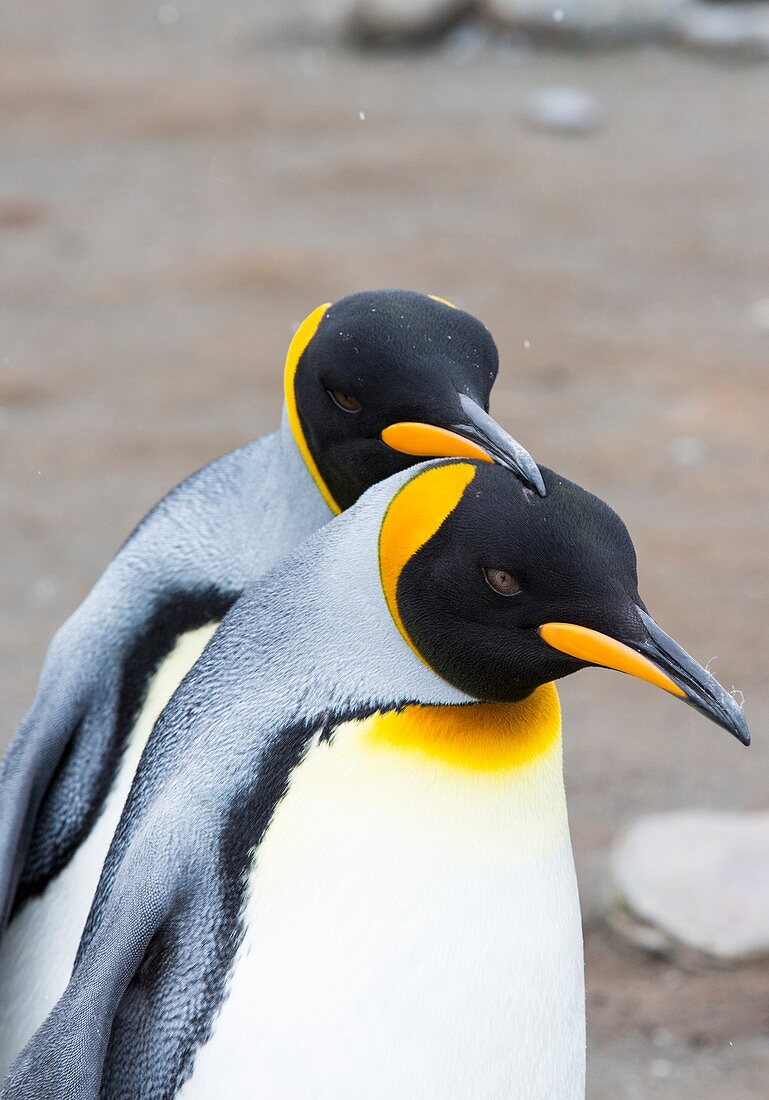 A pair of King Penguins