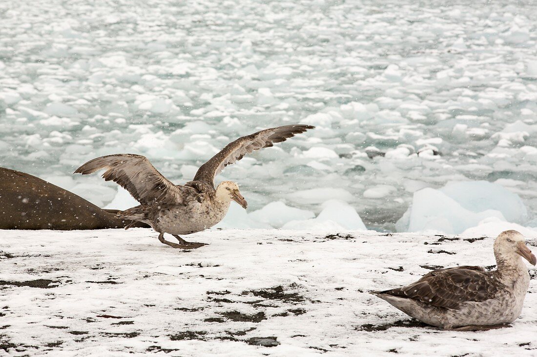 A Southern Giant Petrel