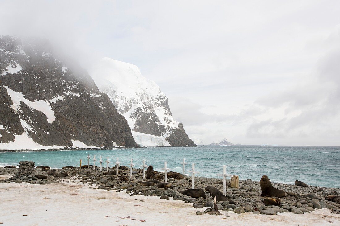 Graves and Antarctic Fur Seals