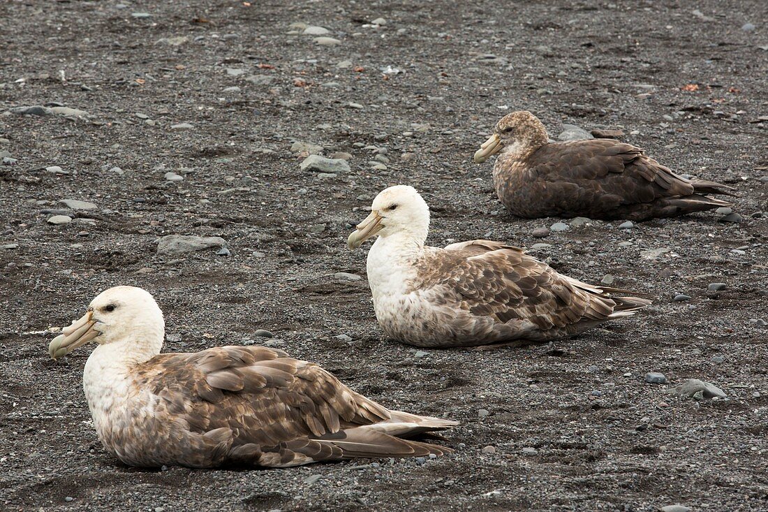 Three Southern Giant Petrels