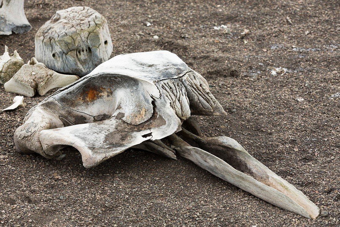The skeleton of a small beaked whale