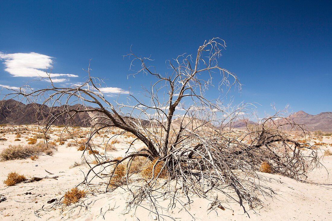 A dead bush in the Mojave Desert