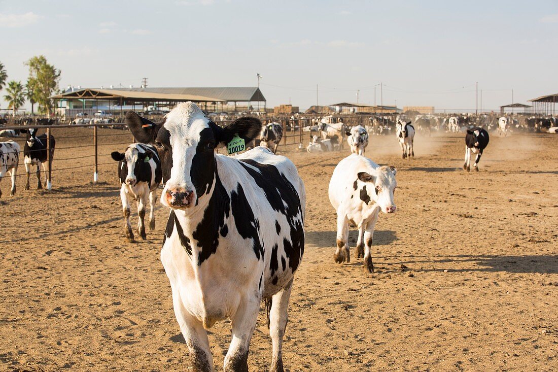 A dairy farm in California