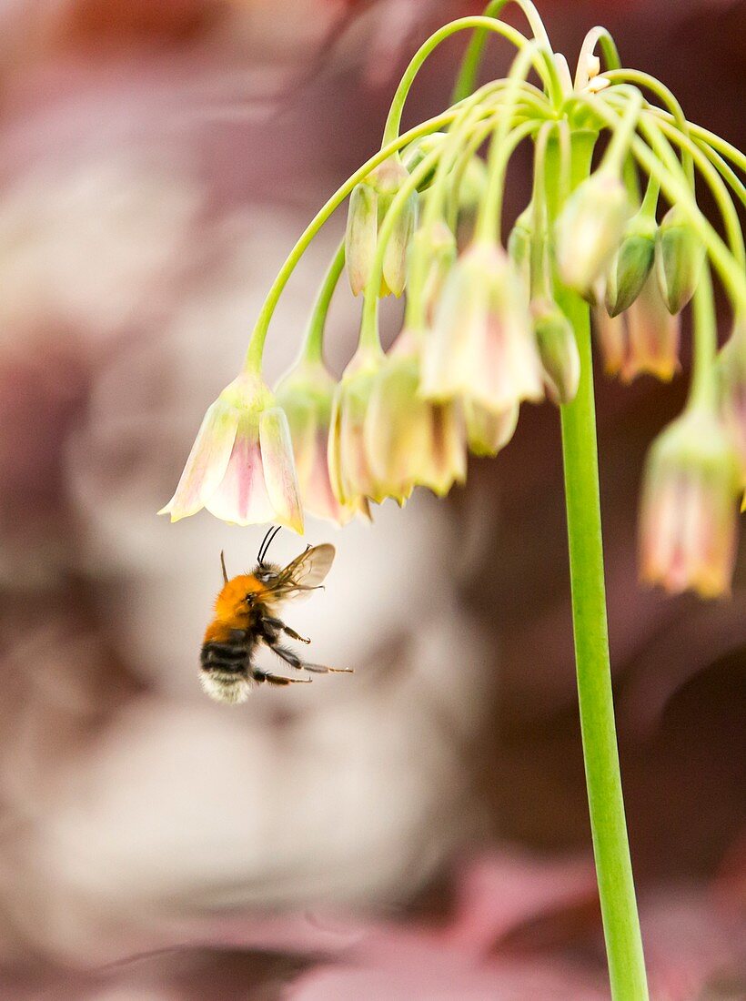 Bumble Bee gathering pollen