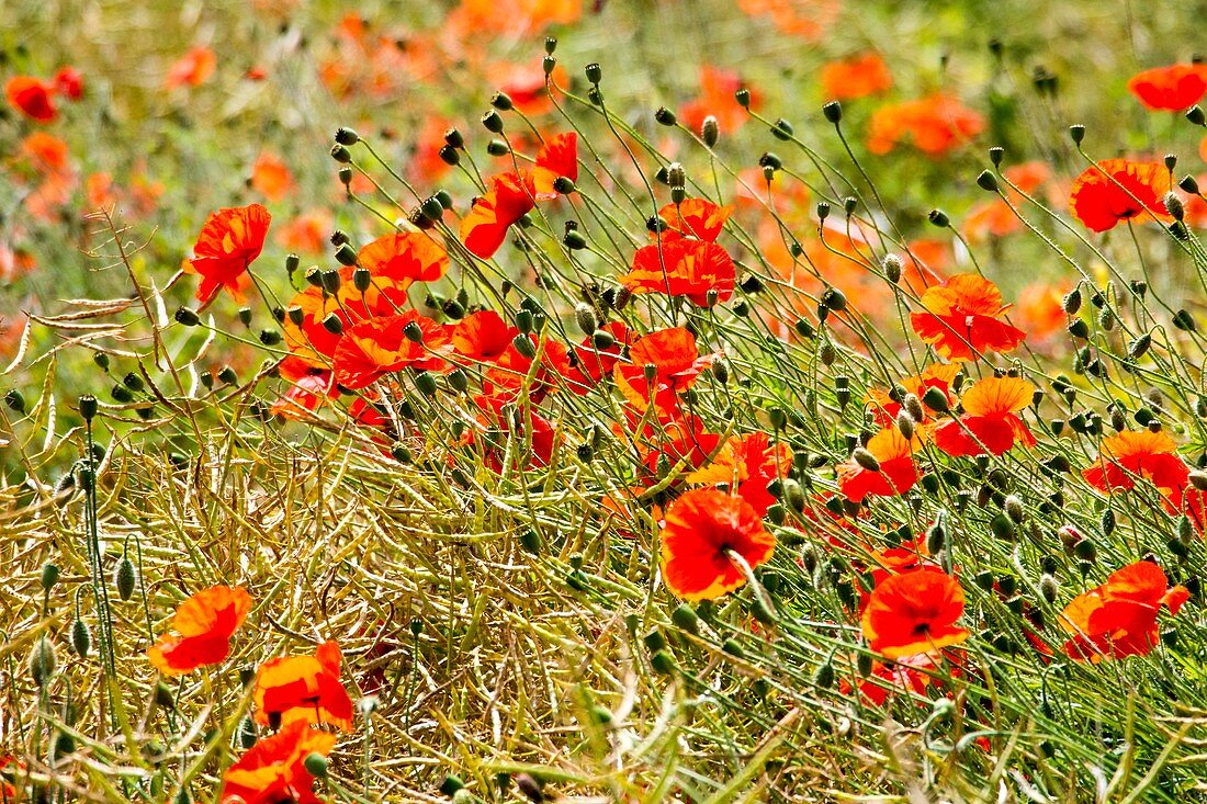 Poppies growing amongst oil seed rape