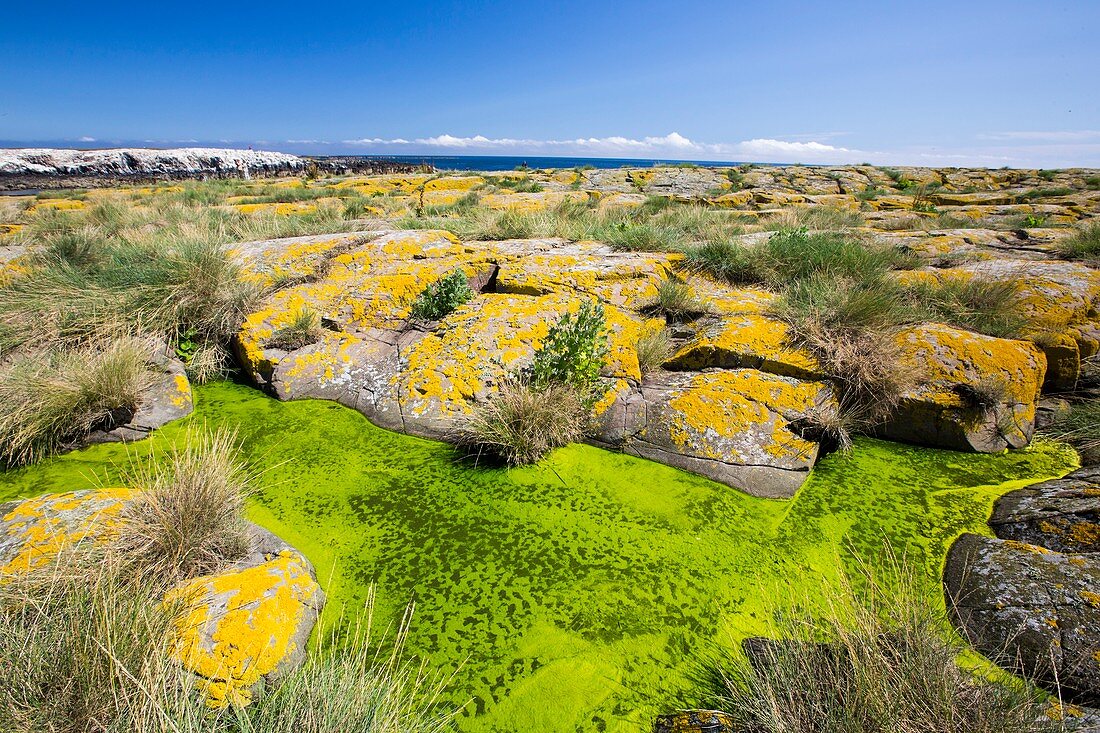 Green algae and yellow lichen