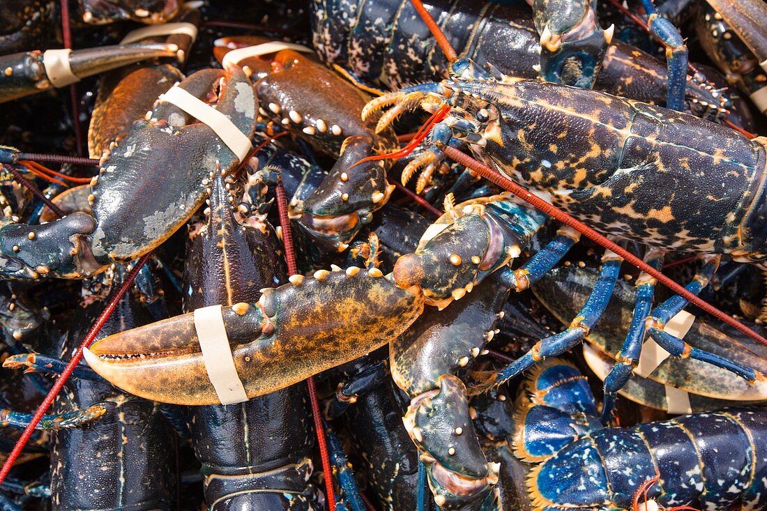 Lobsters caught off Craster