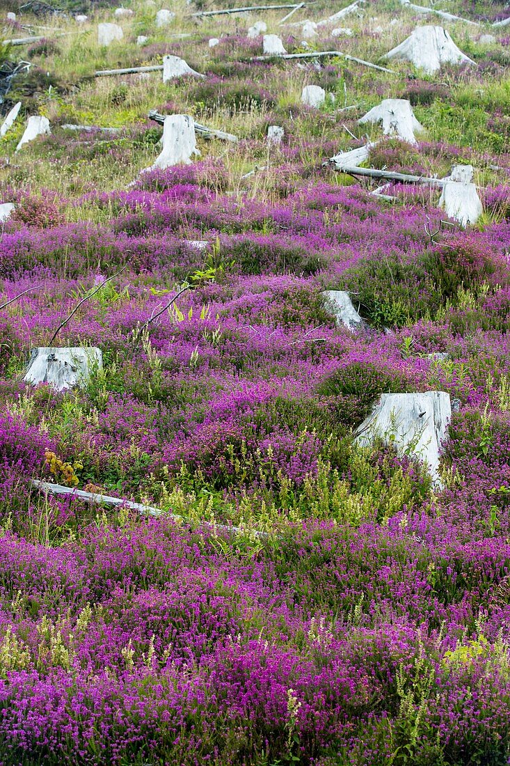 Heather growing,clear felled conifer