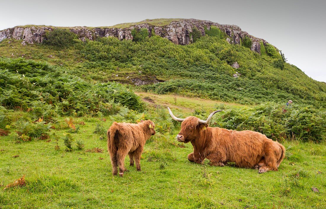 Highland Cattle