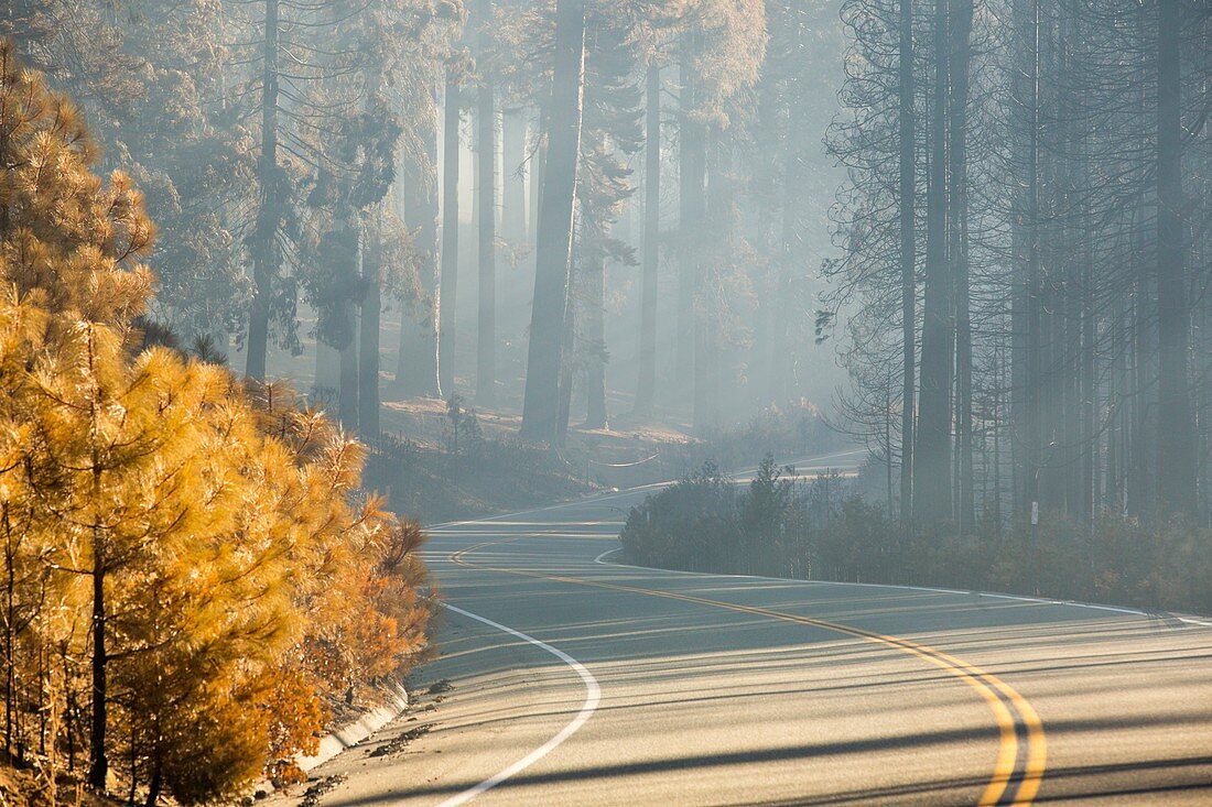 The King Fire,California,USA