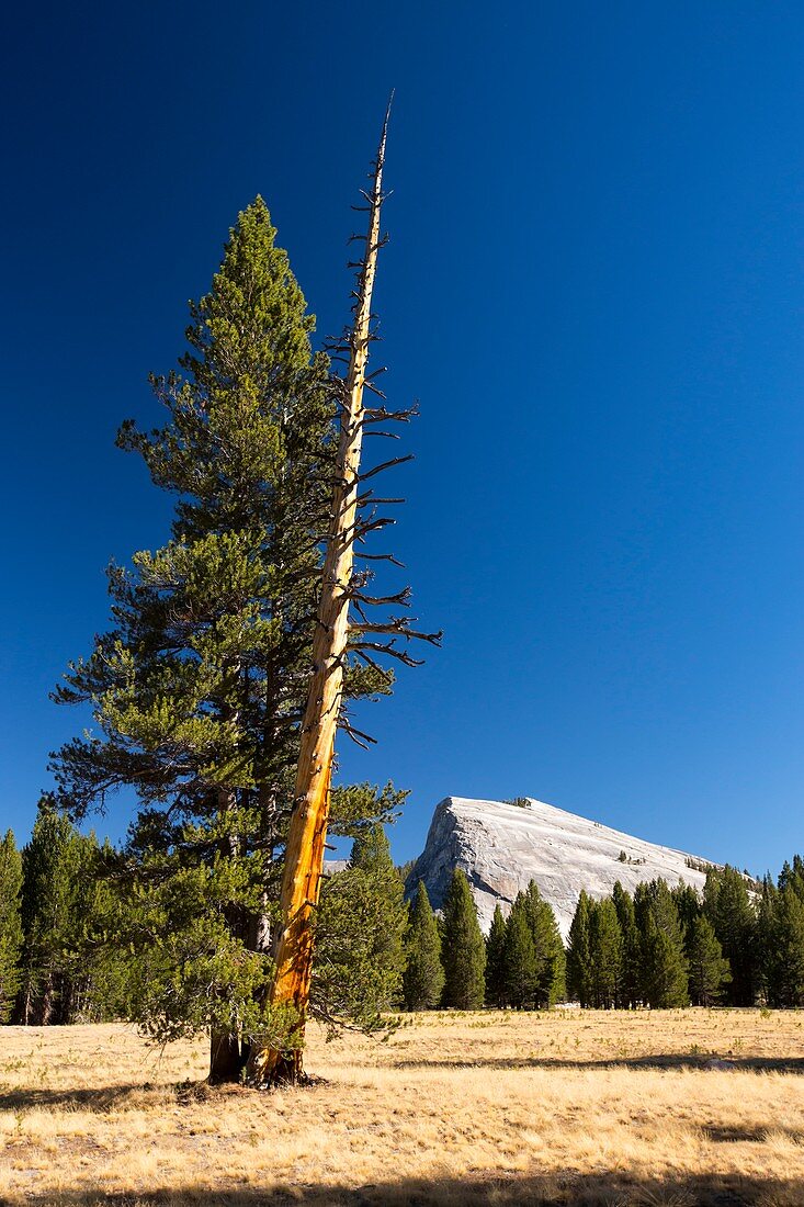 A colourful dead tree trunk