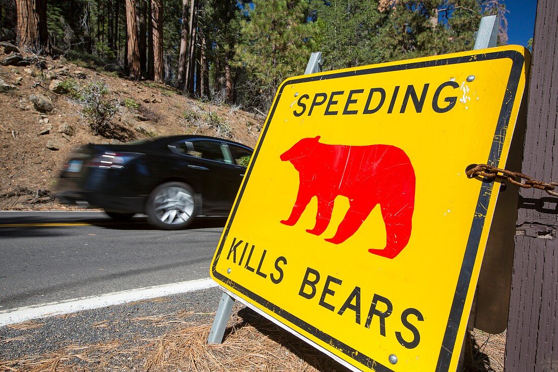 Speed kills bears sign in Yosemite