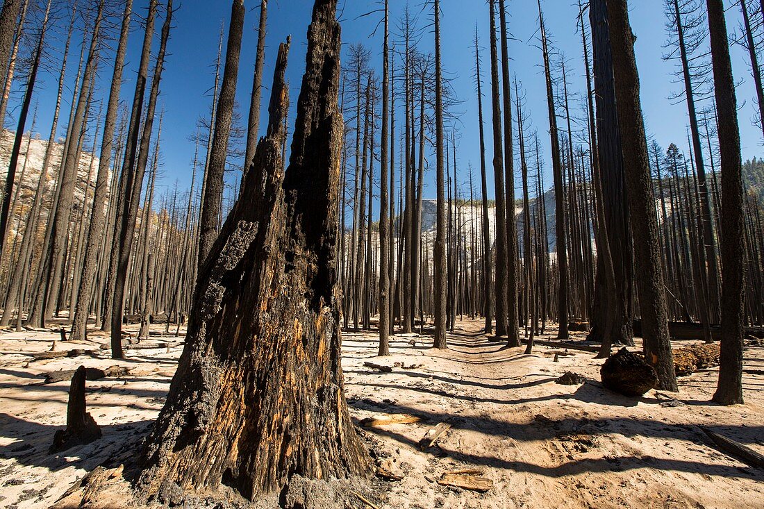 Forest fire,California,USA