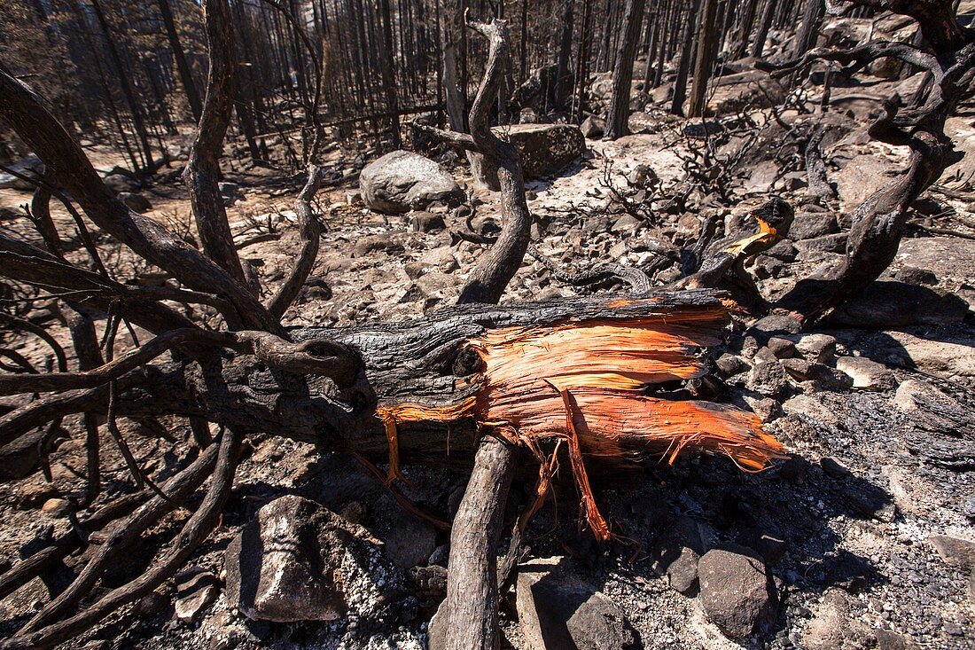 Forest fire,California,USA