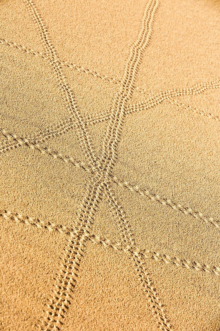 Lizard trails on Mesquite flat sand dunes