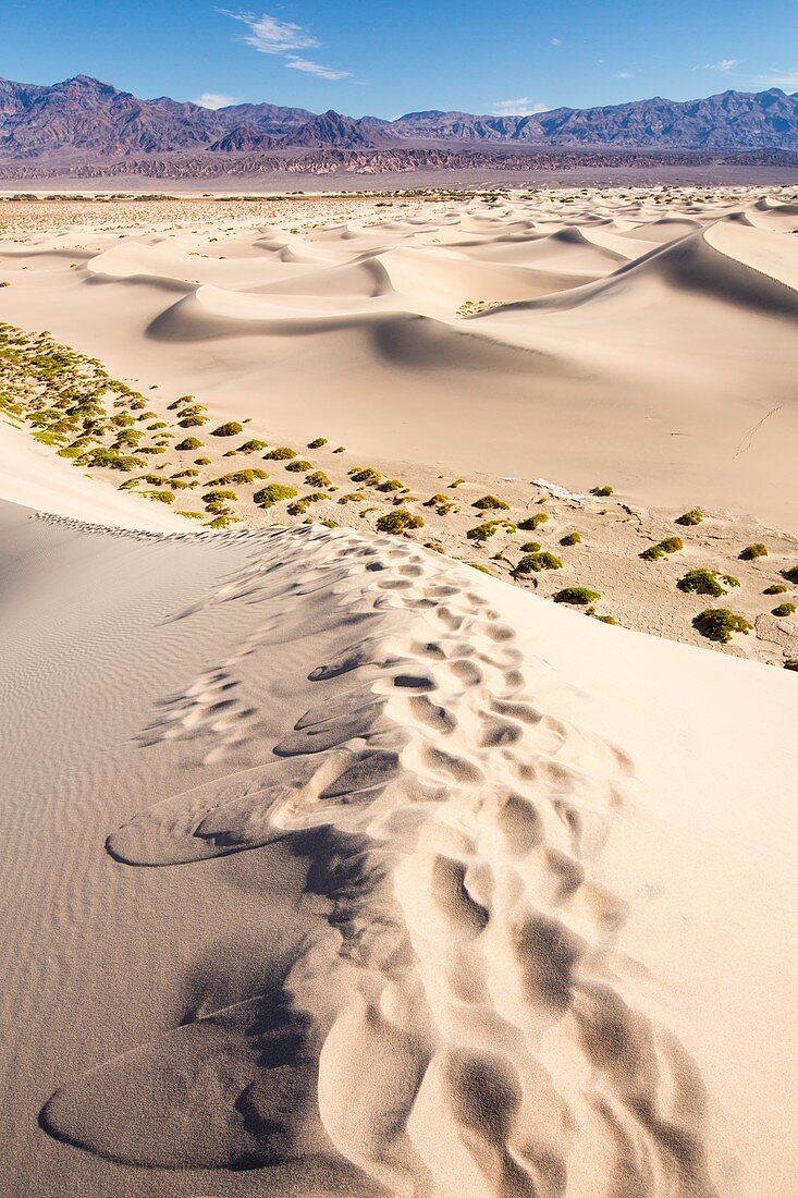 Mesquite flat sand dunes,Death Valley