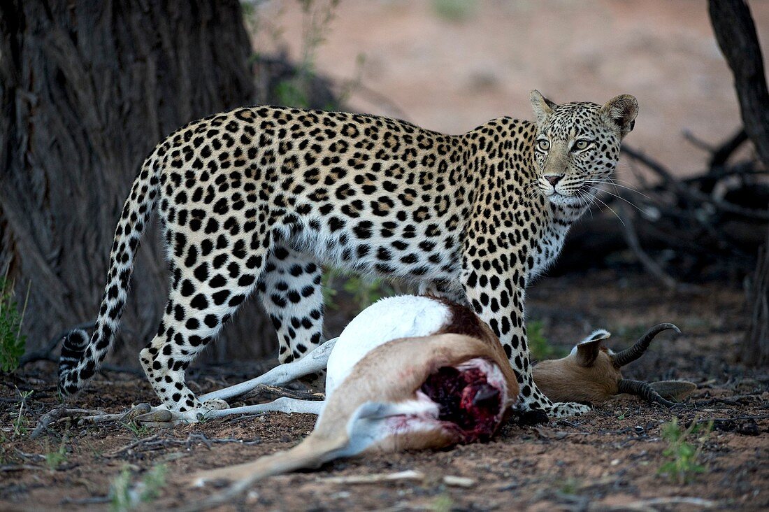 Leopard with Springbok prey