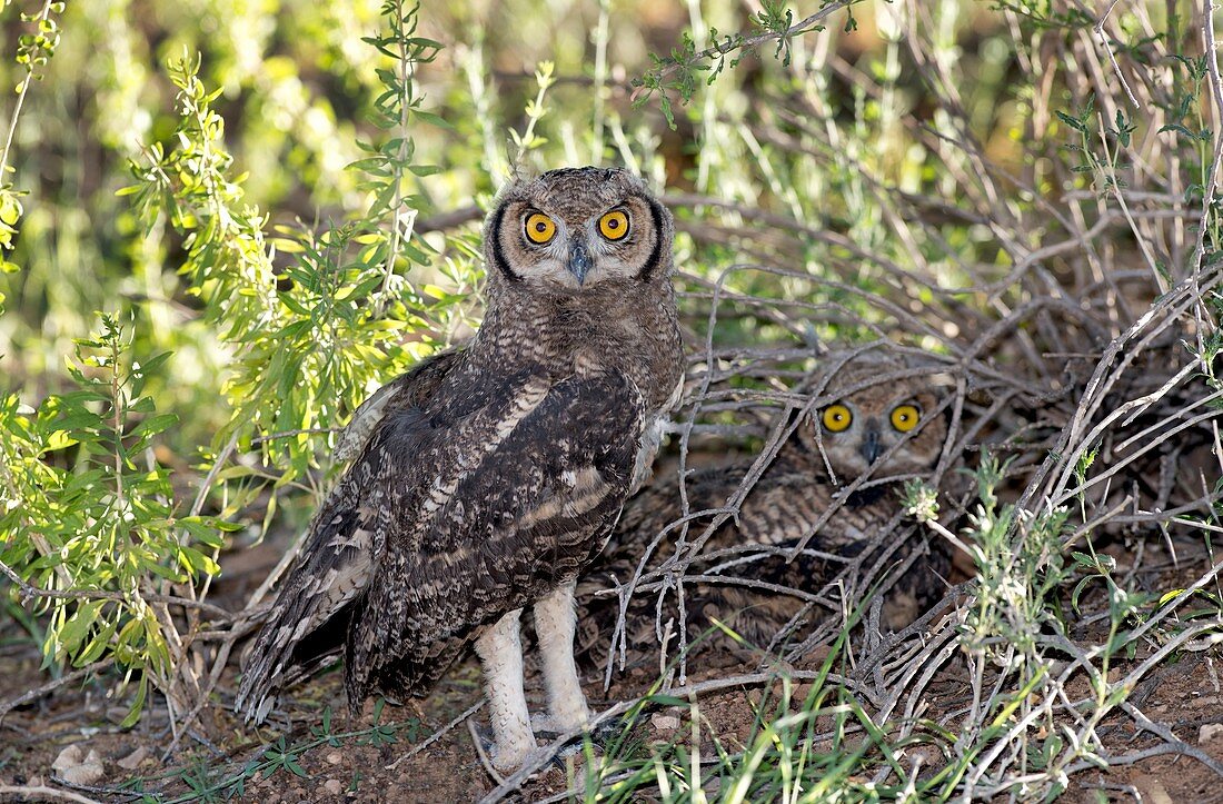Immature Spotted Eagle Owls