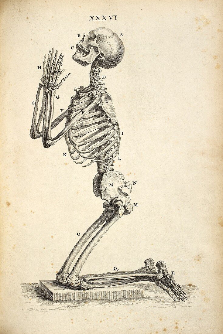 Human skeleton praying,18th century