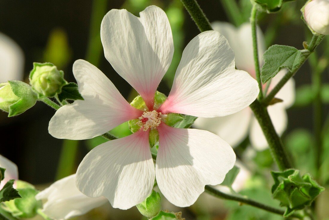 Lavatera olbia 'Frederique'