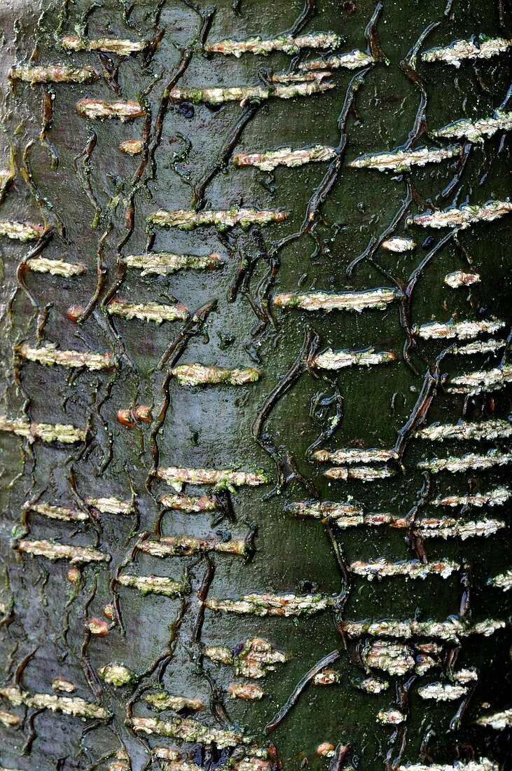 Common alder bark