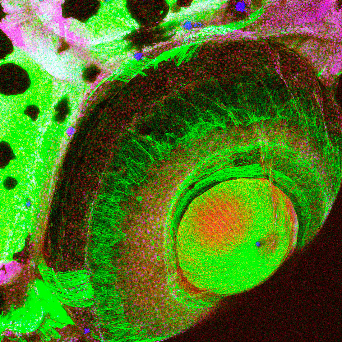 Zebrafish eye,confocal micrograph