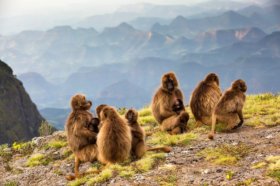 Gelada baboon family on a cliff edge