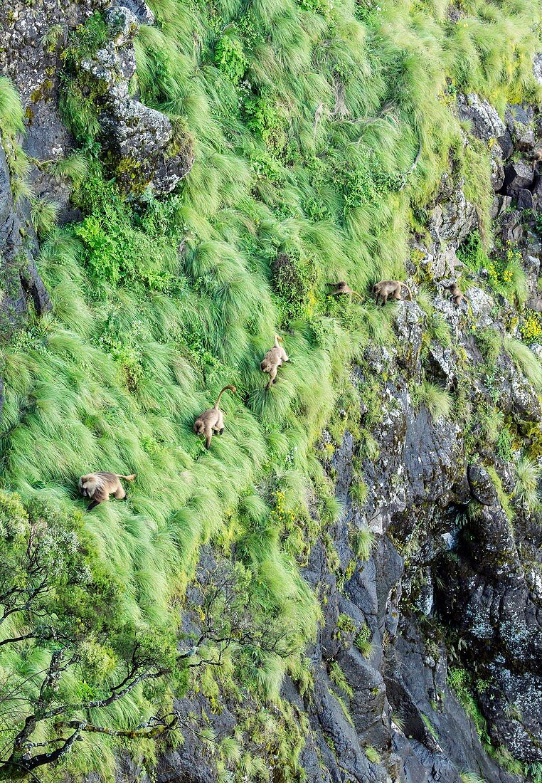 Gelada baboons ascending steep cliffs