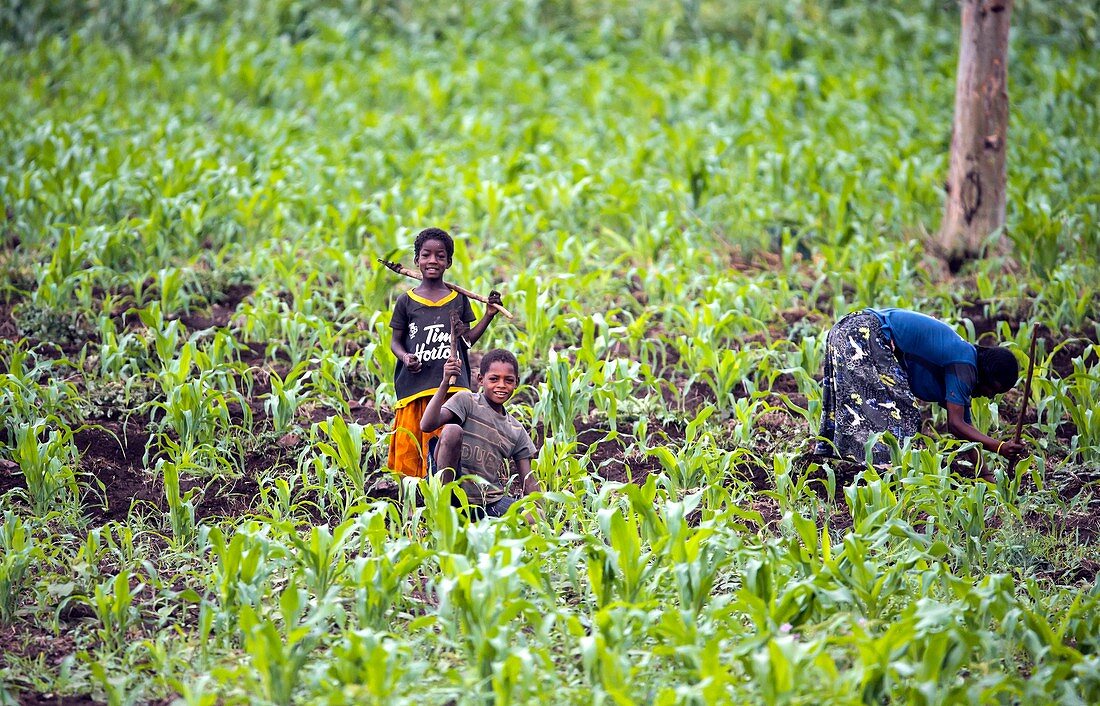 Children working in maize field,Ethiopia