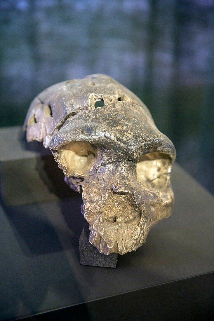 Skull of Homo rhodesiensis (Rhodesia man)