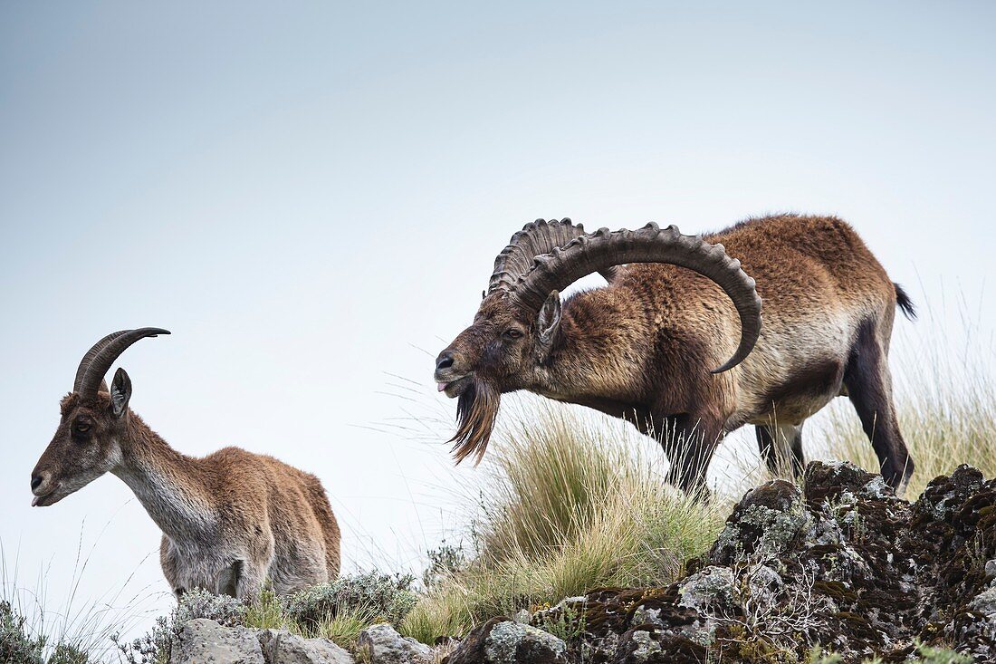 Male Walia Ibex checking a females odour