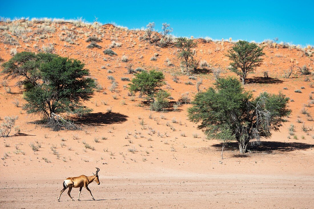 Red Hartebeest in the arid Kalahari