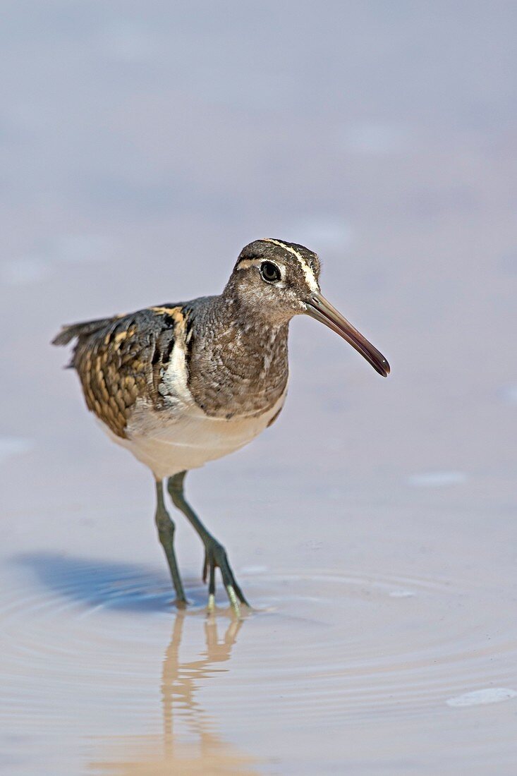 Male Greater Painted-Snipe wading
