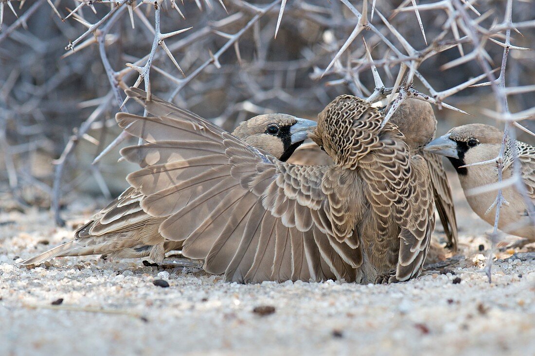 Sociable weavers fighting over food