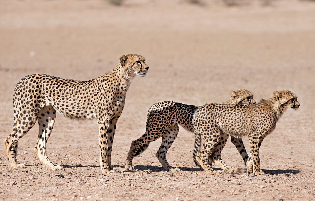 Cheetah mother and cubs preparing to hunt