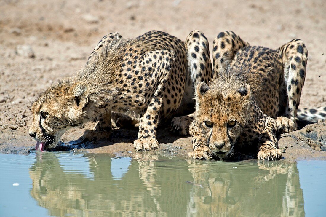 Sub-adult Cheetah drinking