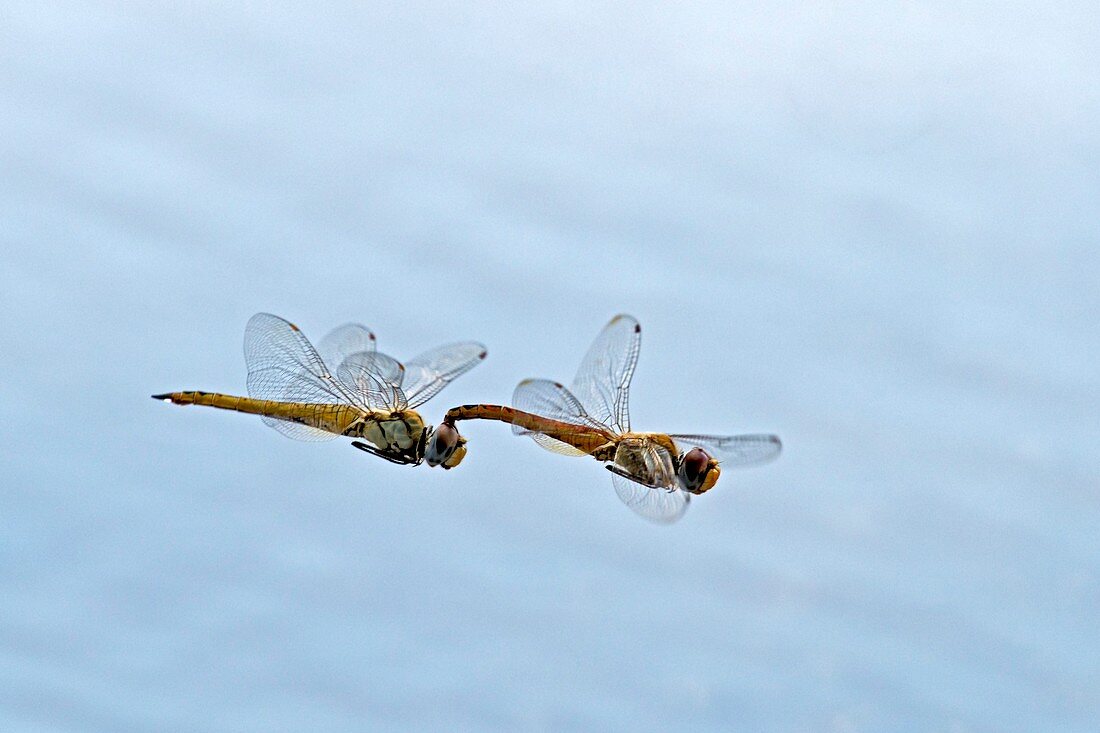 Mating Dragonflies