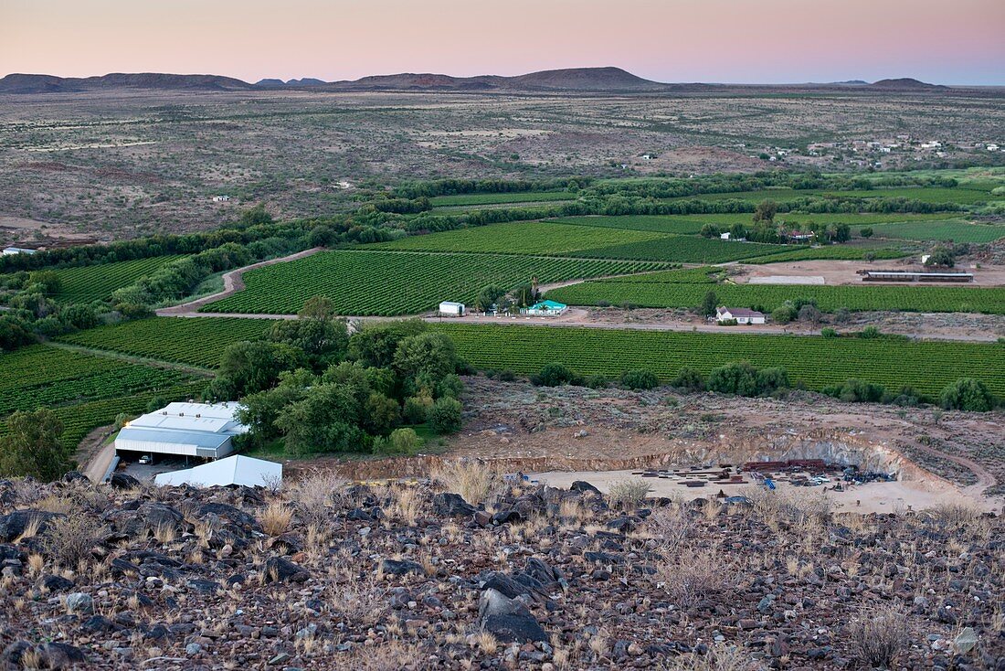Vineyard in arid terrain