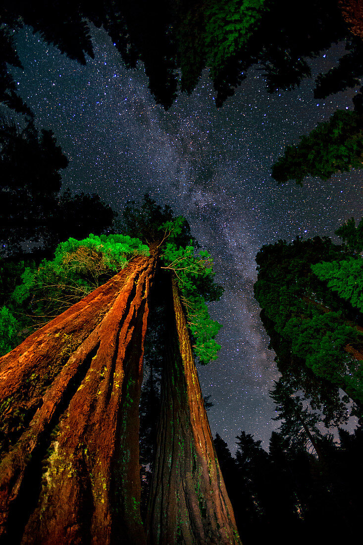 Milky Way over giant sequoias