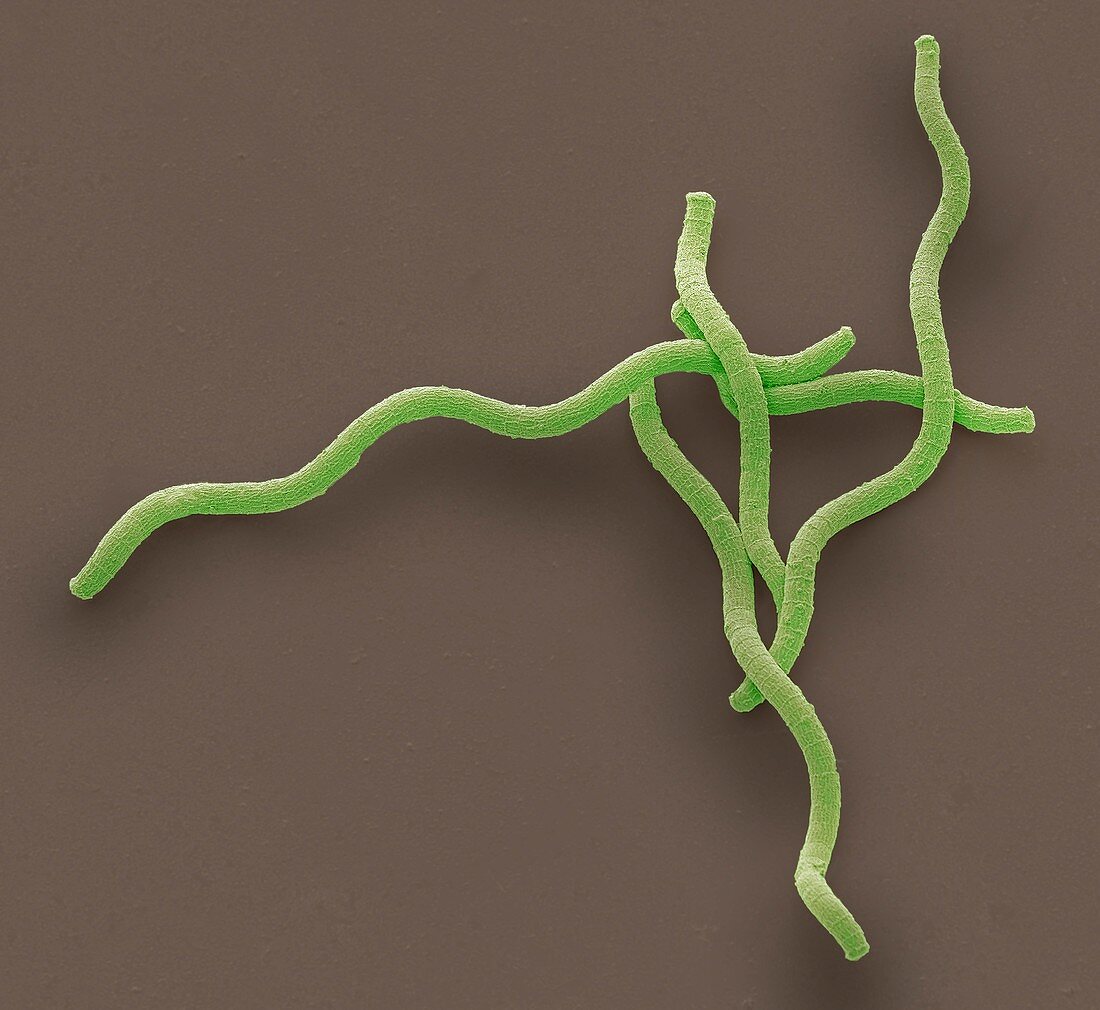 Spirulina cyanobacteria,SEM