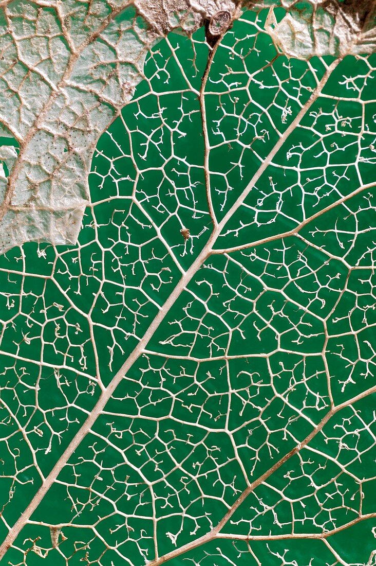 Leaf Skeleton of Ivy (Hedera helix)